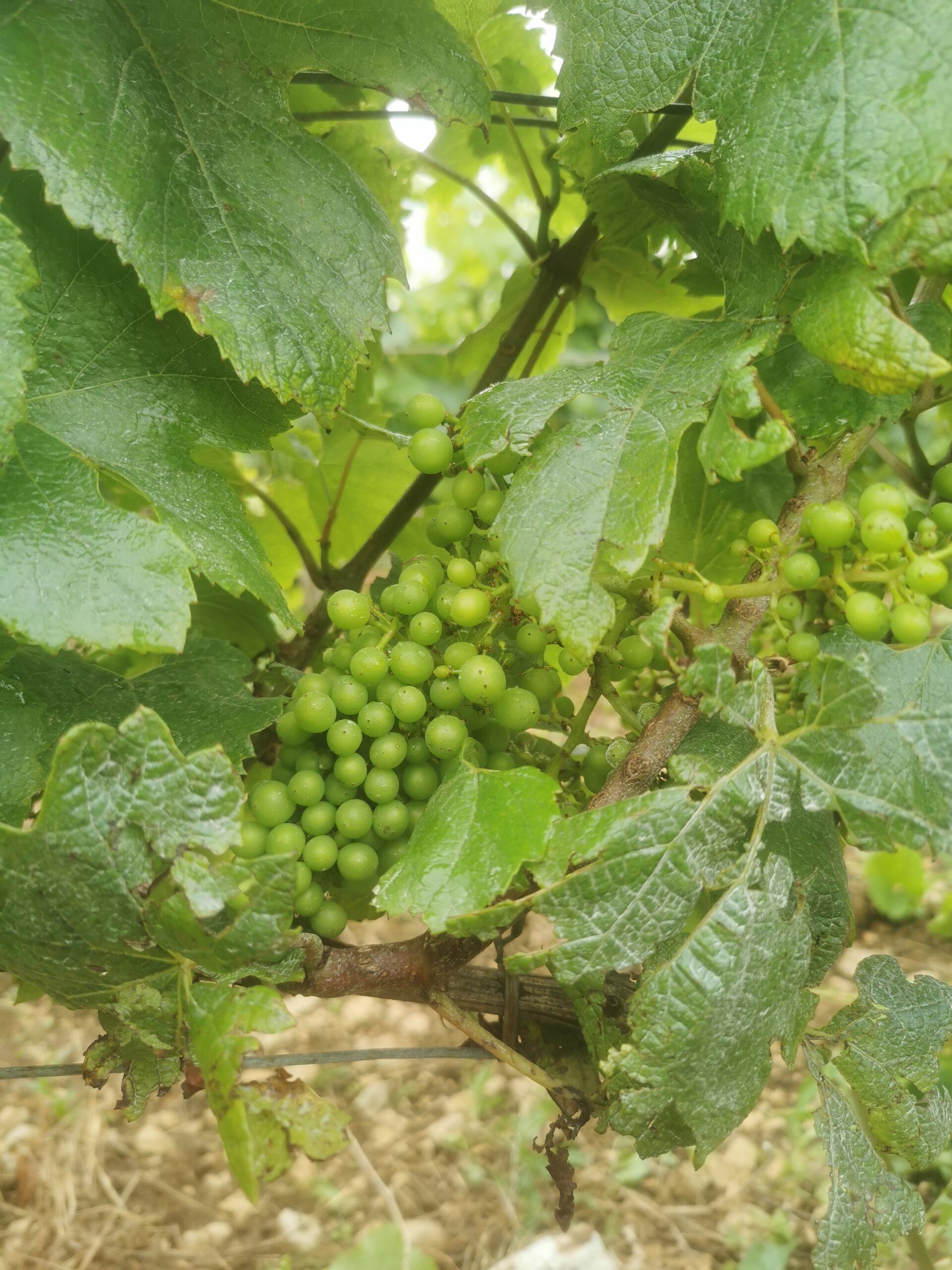 Bientôt les vendanges