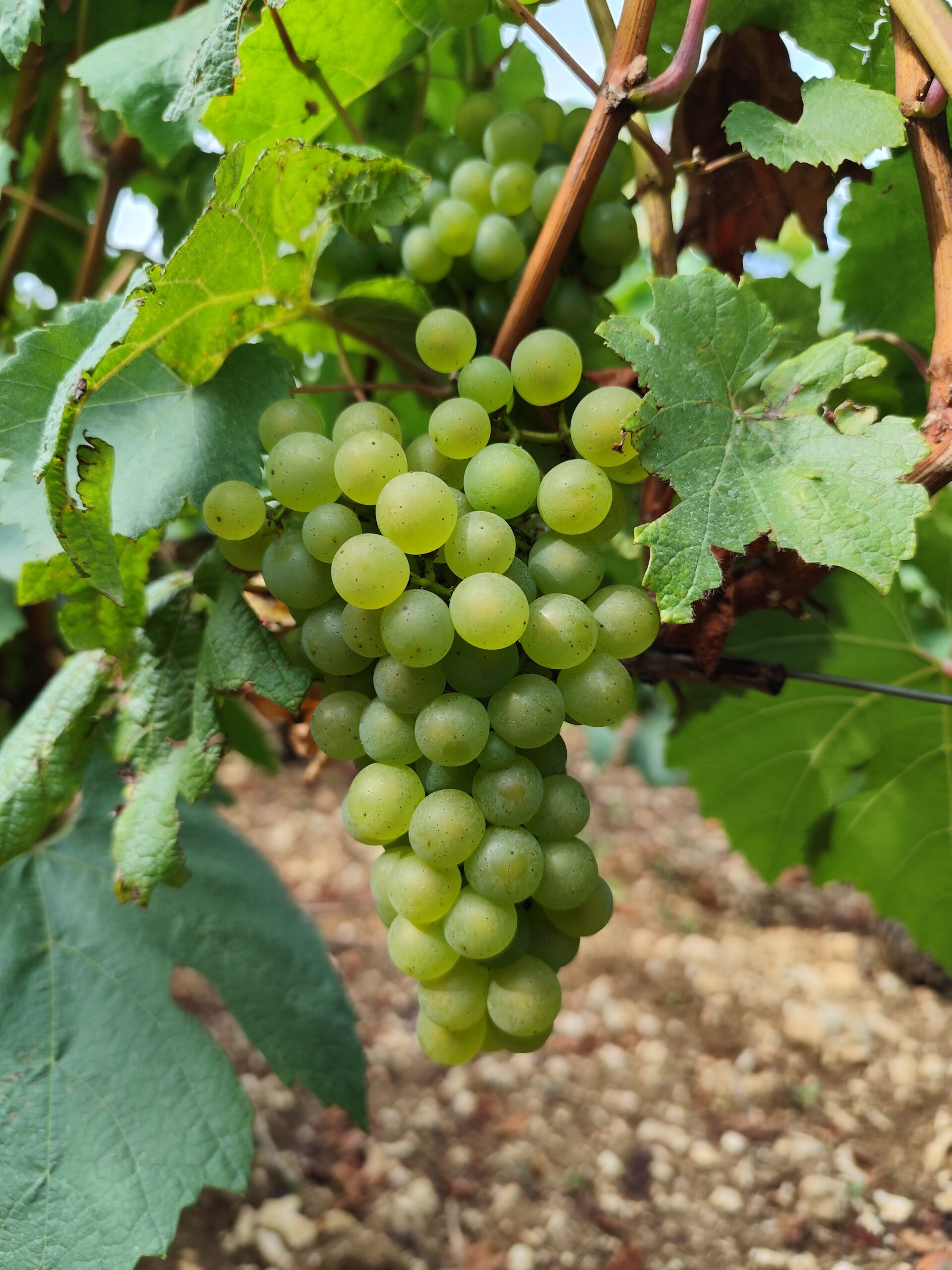 Vendanges 2024